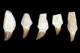Lot - to Fossil Mosasaur Teeth (Restored Roots) - Pieces #140943-1